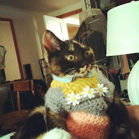 funny cat pictures, cat on sweater