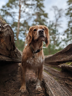 Eko the Golden Cocker Spaniel standing inside the split trunk of a fallen tree, he's facing the camera with an interested look on his face as he's looking at something behind me