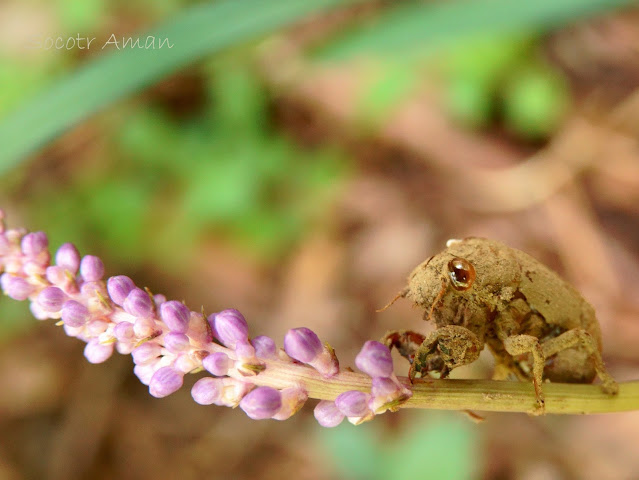Cicadas