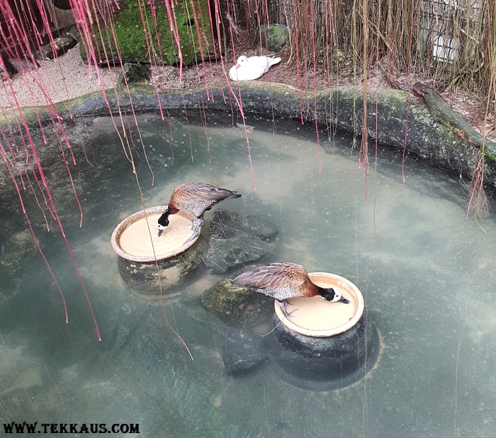 Entopia Penang Butterfly Farm Mandarin Ducks