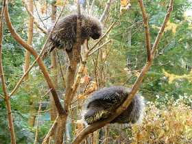 porcupine facts porcupines climbing trees