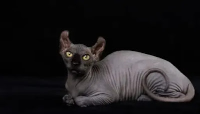 Sphynx cat1