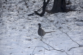 Winter pheasant