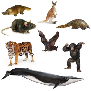 5 Kelas  Hewan  Vertebrata  Bertulang Belakang 