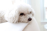 Definitely going through cutedogwithdrawal. (img )