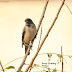 சோளக்குருவி [Rosy Starling]
