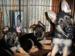 3 German Shepherds in a British pub