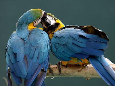 parrots kiss birds pictures