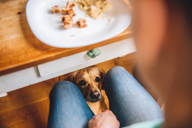 Receta casera para tu perro: Arroz con pollo