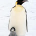 Como cuidan los pingüinos a sus crías - Tareas