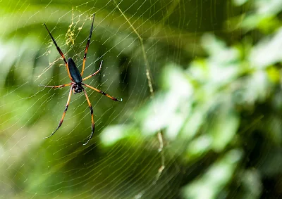 Palmspinne auf La Digue, gehört zur Gattung der Seidenspinnen