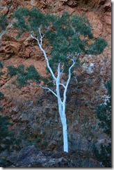 Ormiston Gorge (27)
