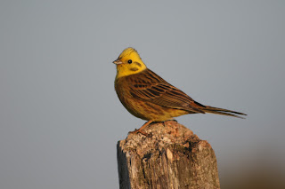 Male Yellowhammer