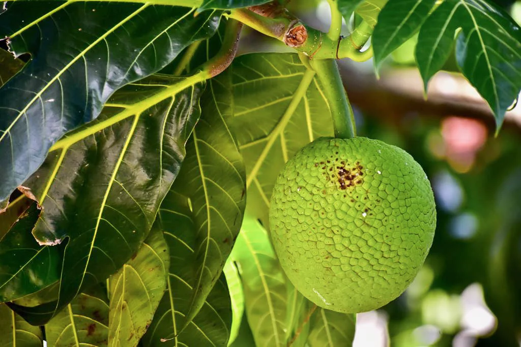 A breadfruit hanging from a breadfruit tree.