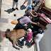 Άλογο  άμαξας  κατέρρευσε στο κέντρο της  Κέρκυρας 