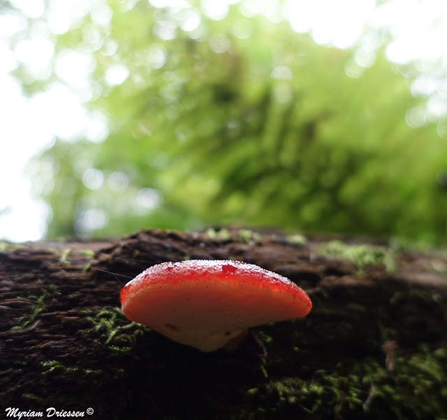 champignon polypore polyporus muschroom