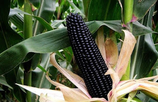 What is black corn?