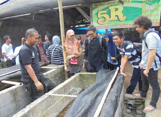 Tugas Kuliah, Makalah Kewirausahaan, Pengusaha Cacing Tanah, Ilmu Komunikasi, Fisip, Budidaya Cacing