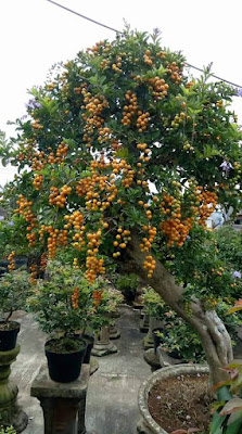 Bonsai Duranta (Sinyo Nakal)