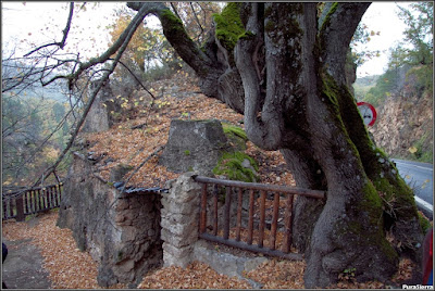 Tilo de la Casa De La Toba (Hoz De Beteta)