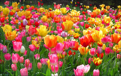 Tulips Images