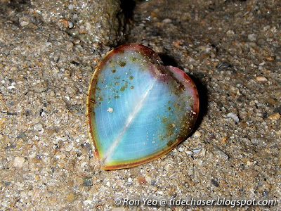 Heart Cockle (Corculum cardissa)