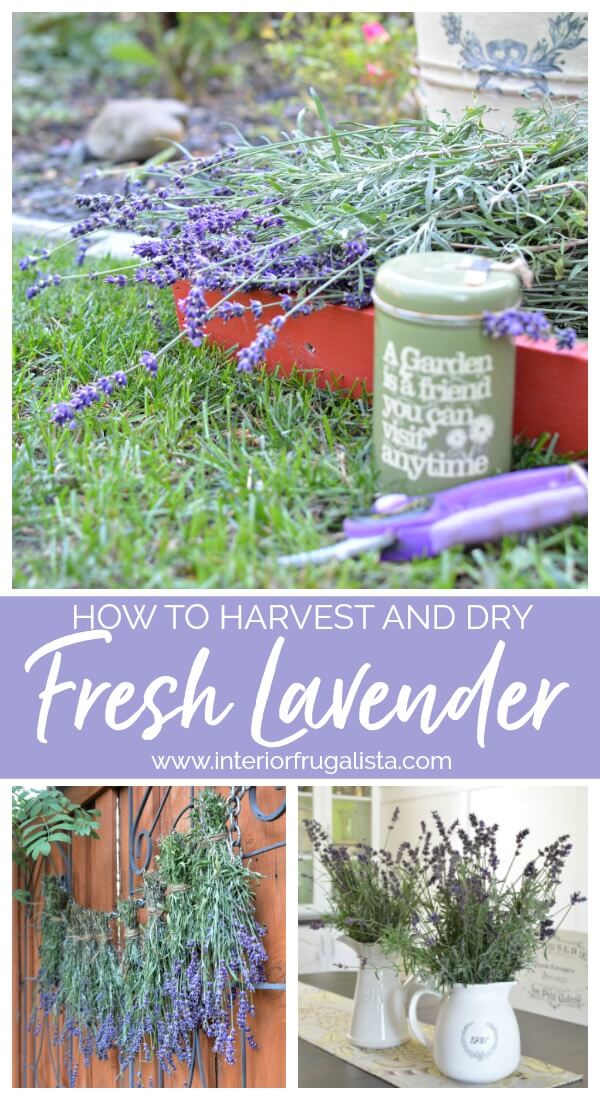 Helpful tips on how to harvest and dry fresh lavender from your flower garden along with some creative ideas on how to use dried lavender. #harvestlavender #drylavender #prunelavender