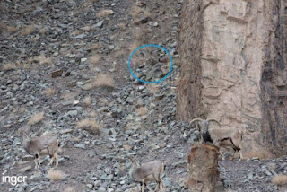 solucion Reto viral: Encuentra al leopardo de las nieves en la imagen