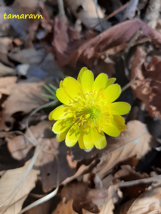 Адонис амурский (Adonis amurensis)