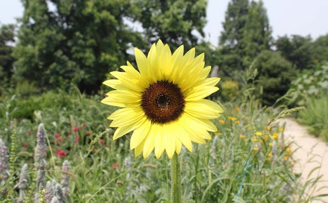 Sunflower Pictures