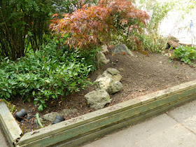 Roncesvalles Toronto Front Yard Fall Cleanup After by Paul Jung Gardening Services--a Toronto Organic Gardening Company