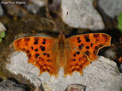 C-Blanca (Polygonia c-album)