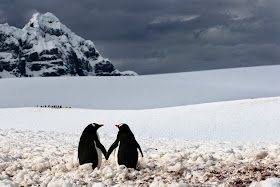 Funny animals of the week - 5 April 2014 (40 pics), two penguin holding hands
