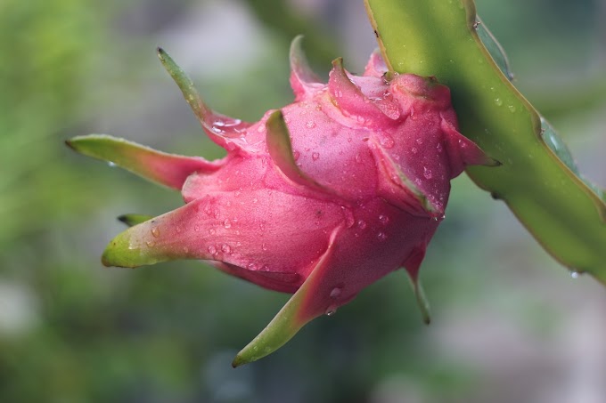 Dragon Fruit Benefits, Types, and Nutritional Value