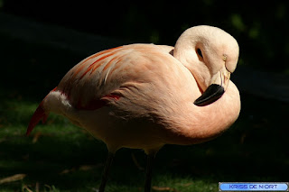 Flamant - Phoenicopterus - Phoeniconaias - Phoenicoparrus