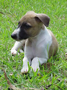 Whippet Puppy Photos