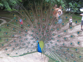 Peacock, Mysore