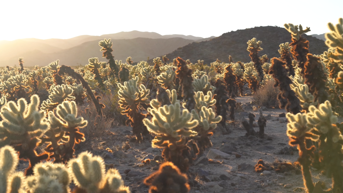 Cholla Cactus Garden