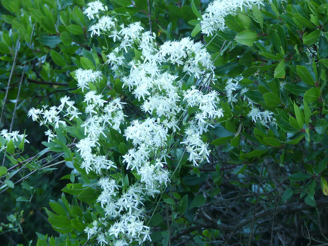 Clematis Flammula L