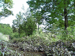 park in green