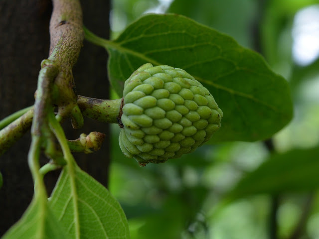 Frutticino Graviola