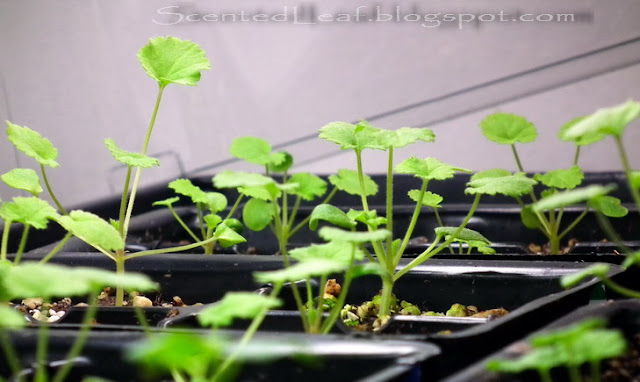 Raising Pelargonium from Seeds in small greenhouse under growing light 