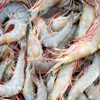 Top 16 Amazing Information about Shrimp