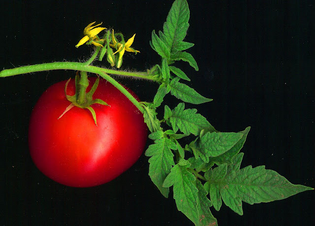 heirloom tomatoes