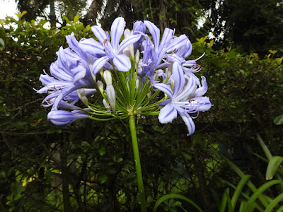 百子蓮的花序