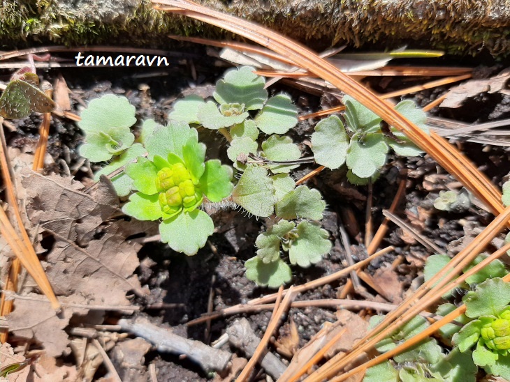 Селезёночник волосистый (Chrysosplenium pilosum)