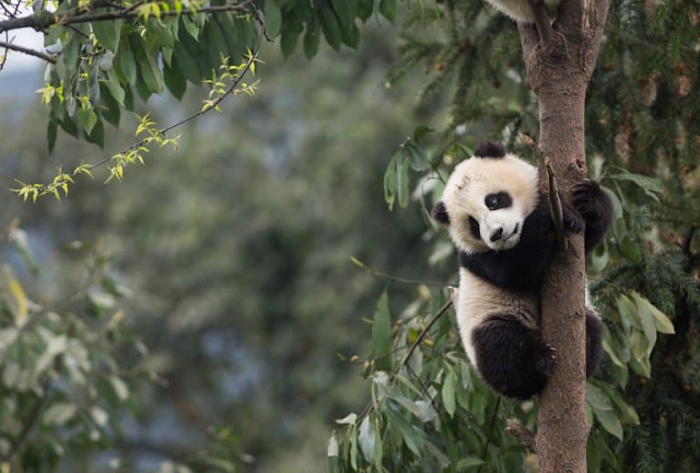 16 มีนาคม วันหมีแพนด้า National Panda Day Giant Panda Climbing Tree