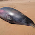  Mysterious whale with extra TEETH found on Australian…