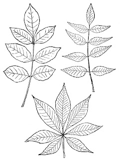  leaves leaf botanical hand drawn clip art image digital downloads