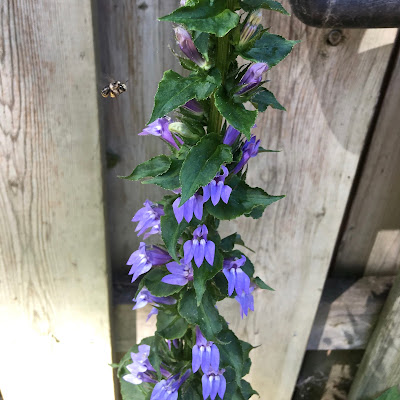 Eastern Carpenter Bee on Great Blue Lobelia flower